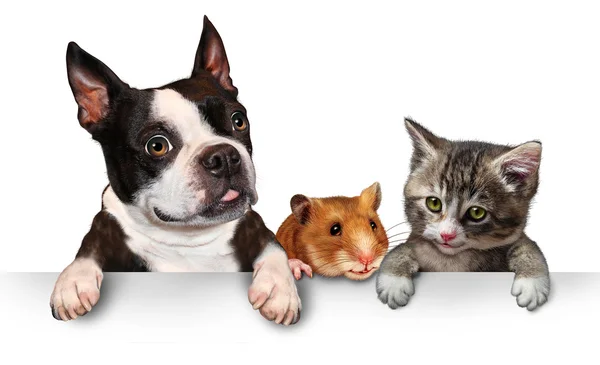 Cum să deschizi un magazin online de produse pentru animale